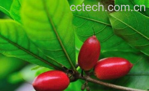 神秘果的功效与副作用-1