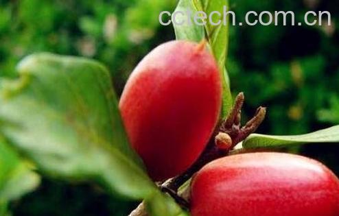 神秘果的功效与副作用-0