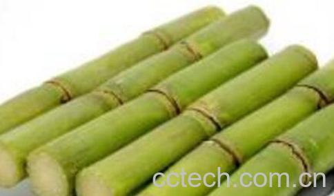 青皮甘蔗的功效与作用-1