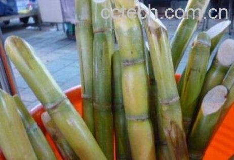 青皮甘蔗的功效与作用-0