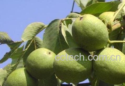 核桃皮的功效与作用 核桃皮能治什么病-1