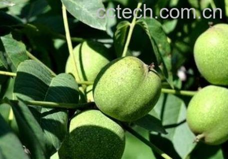 核桃皮的功效与作用 核桃皮能治什么病-0