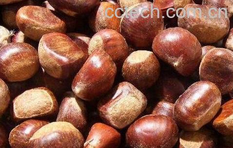 板栗怎么保存不会坏-0