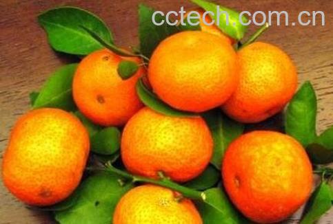 吃橘子上火吗 怎么吃橘子不上火-0