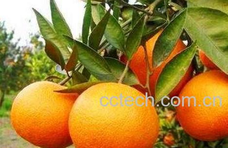 吃橘子上火吗 怎么吃橘子不上火-1