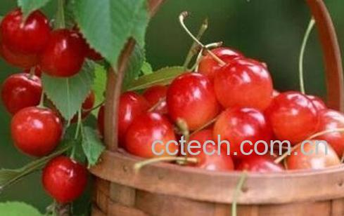 吃樱桃的好处和注意事项-1
