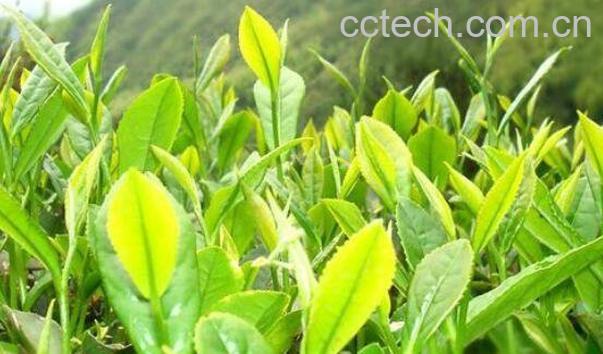 野生茶的功效与作用-1