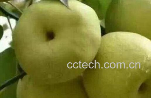 冰糖蒸酥梨的功效与作用-0