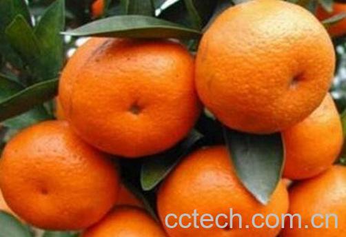 南丰桔和沙糖桔的区别 怎么挑选沙糖桔-0