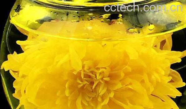 金丝皇菊的功效与作用及禁忌-1