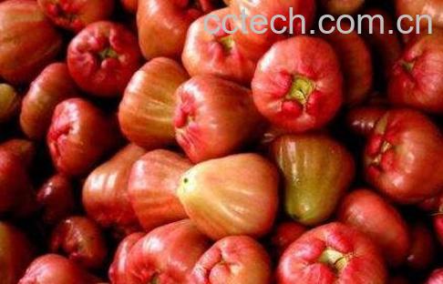 莲雾怎么吃图解法-1