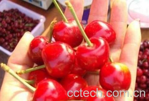 樱桃怎么保存 樱桃保鲜方法技巧-0