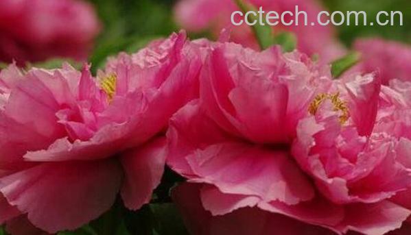 牡丹花茶怎么泡 喝牡丹花茶有什么好处-1