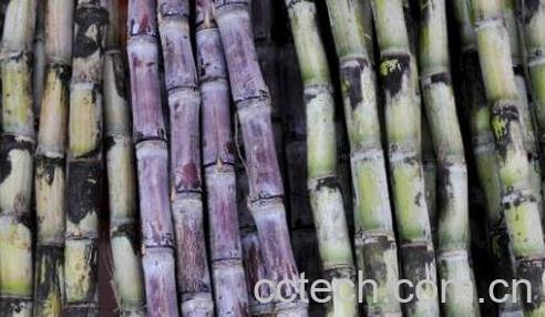 吃甘蔗的好处和坏处-1