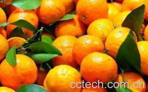 砂糖桔的功效与作用-0