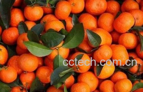 砂糖桔的功效与作用-1