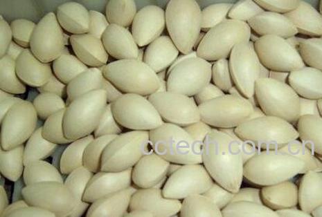 银杏果怎么处理才能吃 银杏果怎么吃不中毒-0