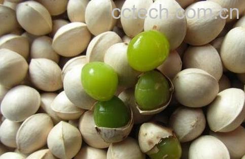 银杏果怎么处理才能吃 银杏果怎么吃不中毒-1