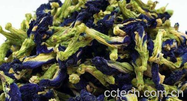 蓝蝴蝶花茶的禁忌 蓝蝴蝶花茶的副作用-0