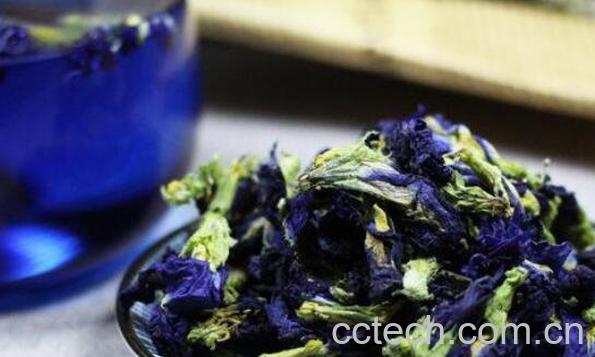 蓝蝴蝶花茶的禁忌 蓝蝴蝶花茶的副作用-1