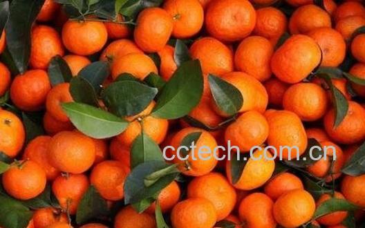 吃沙糖桔上火吗 沙糖桔怎么吃不上火-0