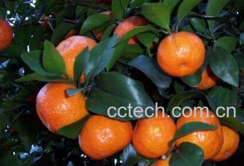 吃沙糖桔上火吗 沙糖桔怎么吃不上火-1