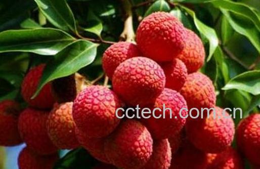 荔枝怎么保存 荔枝保鲜方法技巧-0