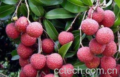 荔枝怎么保存 荔枝保鲜方法技巧-1