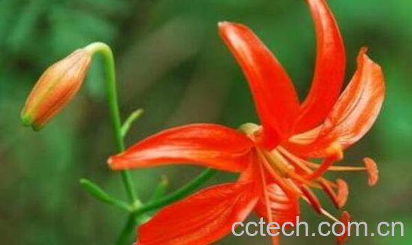 红百合花的功效与作用-0