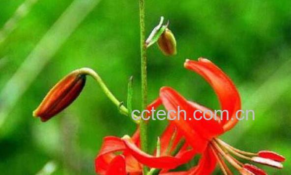 红百合花的功效与作用-1