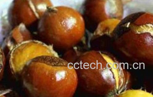 剥生板栗皮的最快方法-0