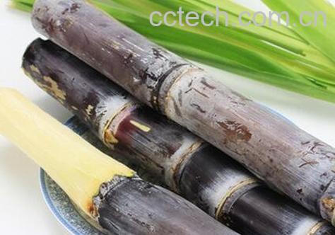 孕妇可以吃甘蔗吗 孕妇吃甘蔗的好处和坏处-0