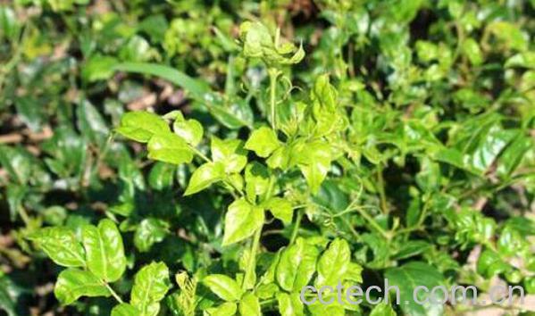 茅岩莓茶的功效与作用 茅岩莓茶的副作用和禁忌-0