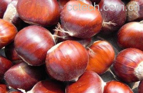 生板栗用冰箱如何保存 生板栗的保存方法-1