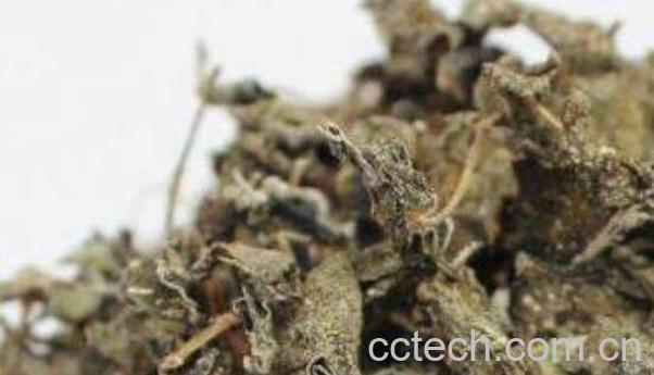 野生莓茶的功效与作用 莓茶什么人不适合喝-0