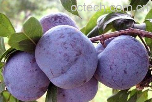 冰糖蒸李子的功效与作用-0