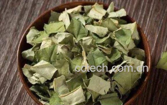 荷叶茶的功效与作用 喝荷叶茶的好处-0