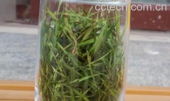 石竹茶的功效与作用 石竹茶的食用禁忌-0