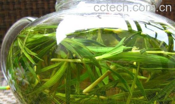 石竹茶的功效与作用 石竹茶的食用禁忌-1