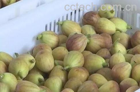 白糖蒸无花果的功效与作用-0