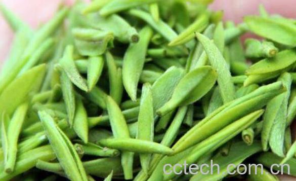 雀舌绿茶的功效与作用-0