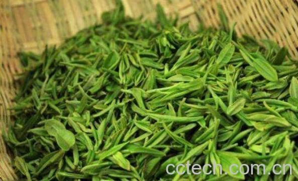 毛尖绿茶的功效与作用-0