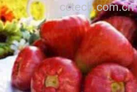 莲雾怎么吃 吃莲雾的注意事项-1