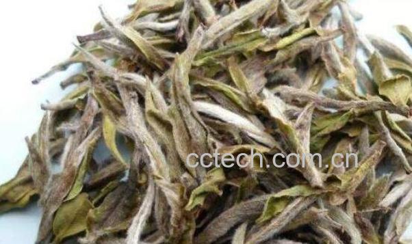 老白茶的功效与作用及药用价值-0