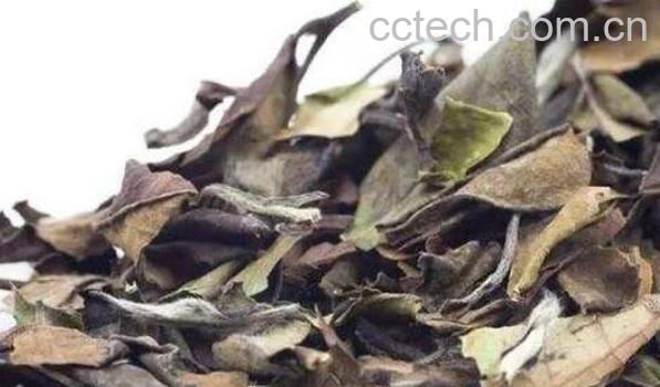 老白茶的功效与作用及药用价值-1