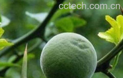 枳子和橙子的区别-0