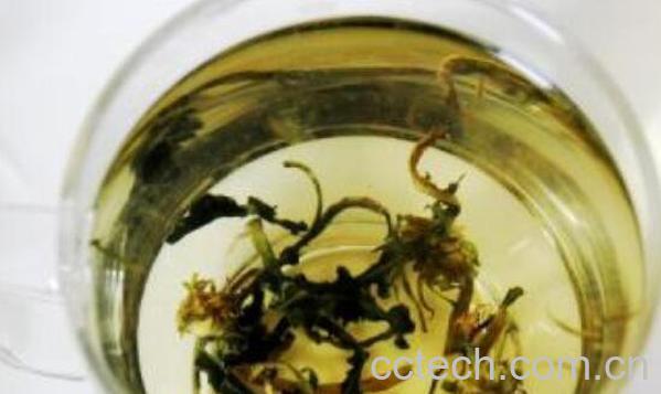 蒲公英茶的功效与作用 喝蒲公英茶的好处-0