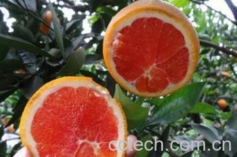 紫橙子的功效与作用-1