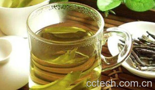 苦丁茶的功效与作用 苦丁茶的正确泡法-0