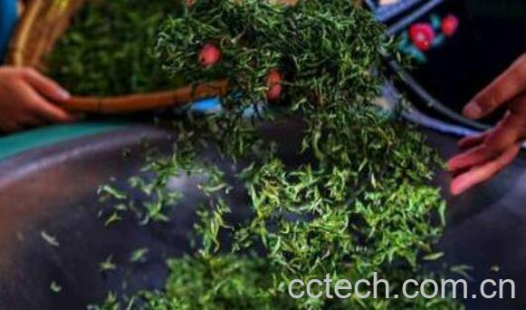 茶叶杀青是什么意思 绿茶的杀青工艺的作用-0